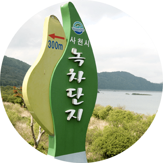 사천녹차단지