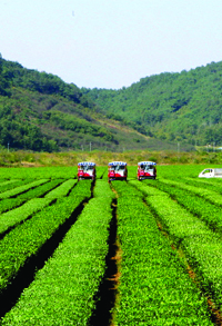 사천녹차단지