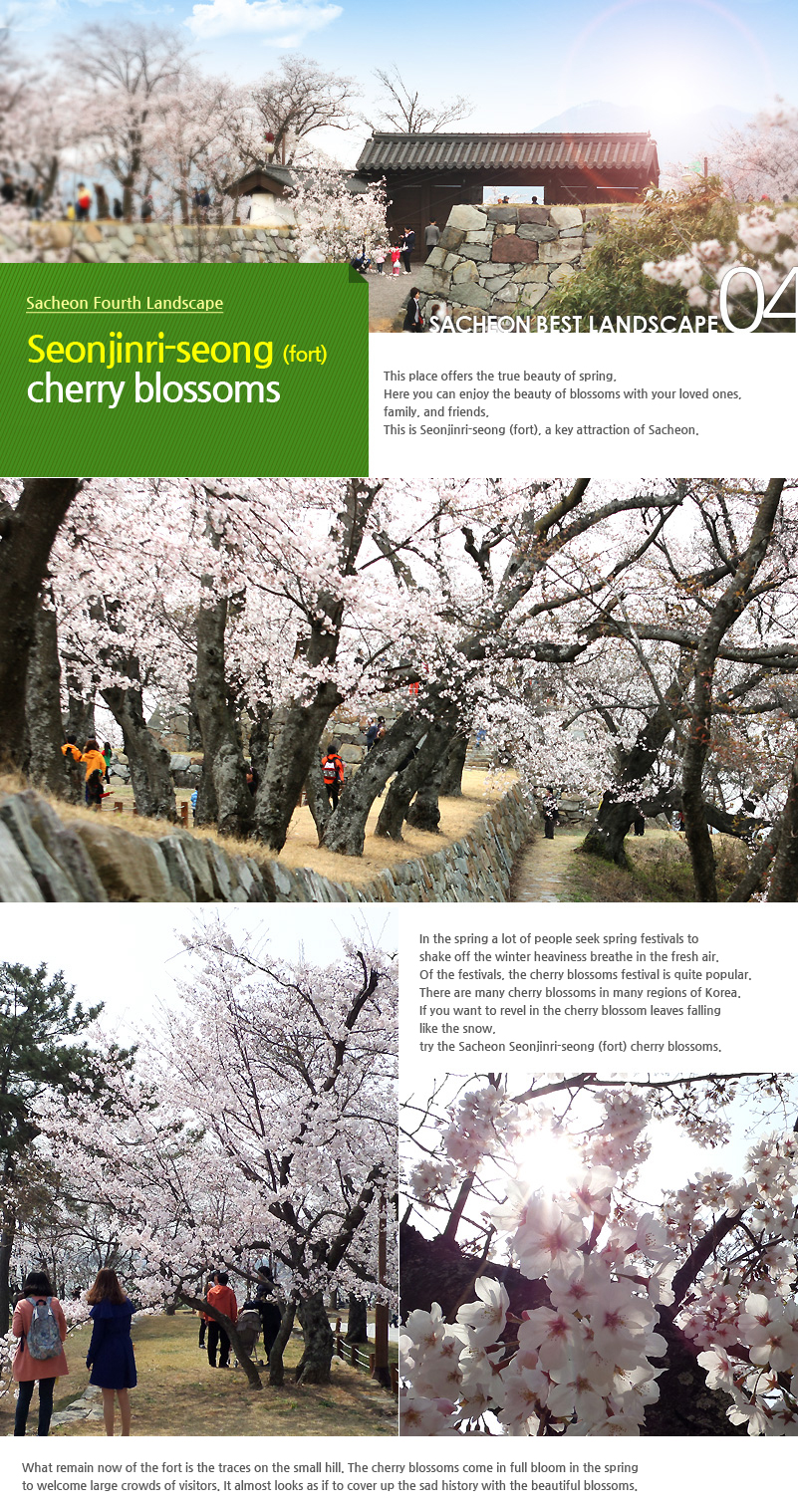 Seonjinri-seong (fort) cherry blossoms