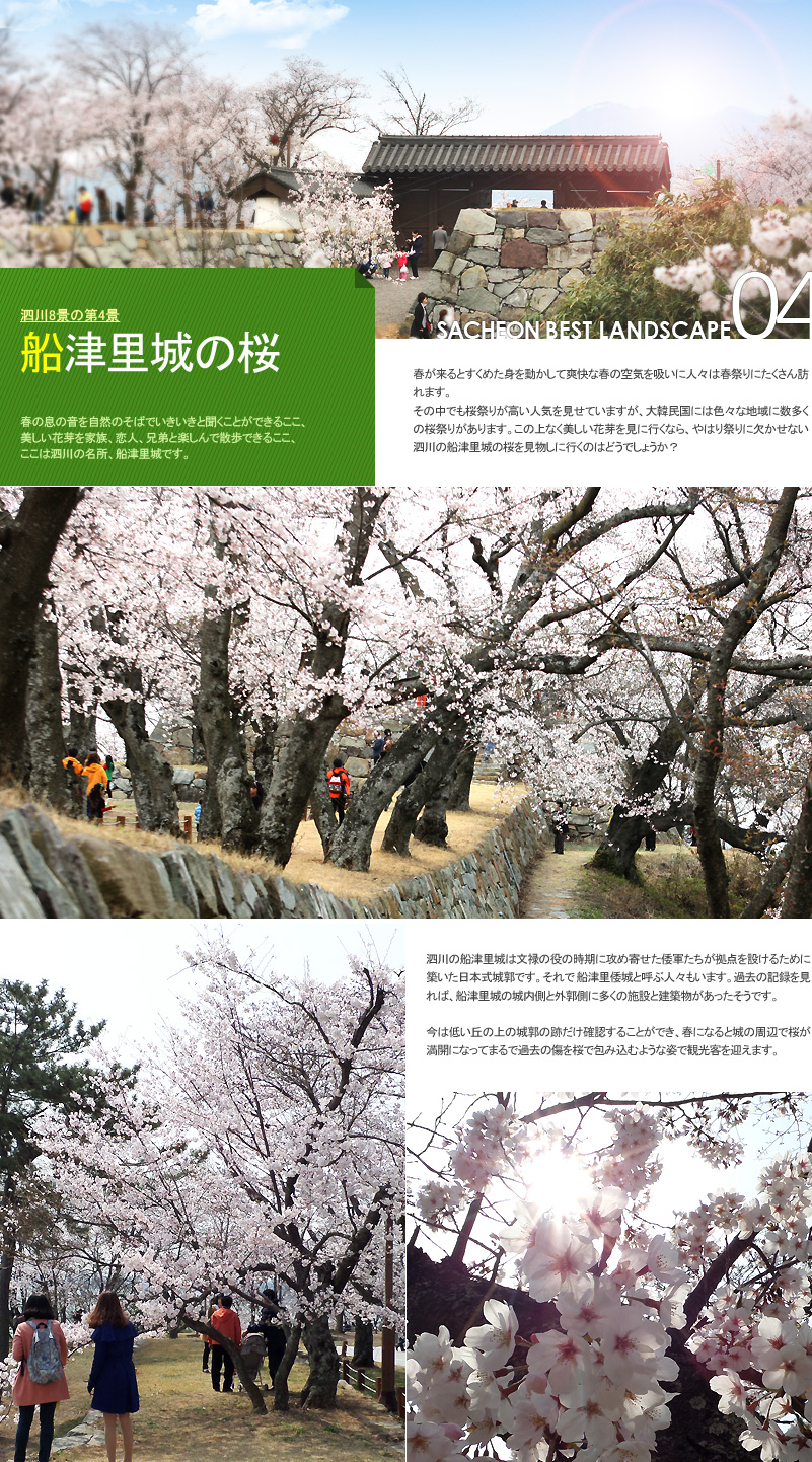 泗川8景の第4景 船津里城の桜